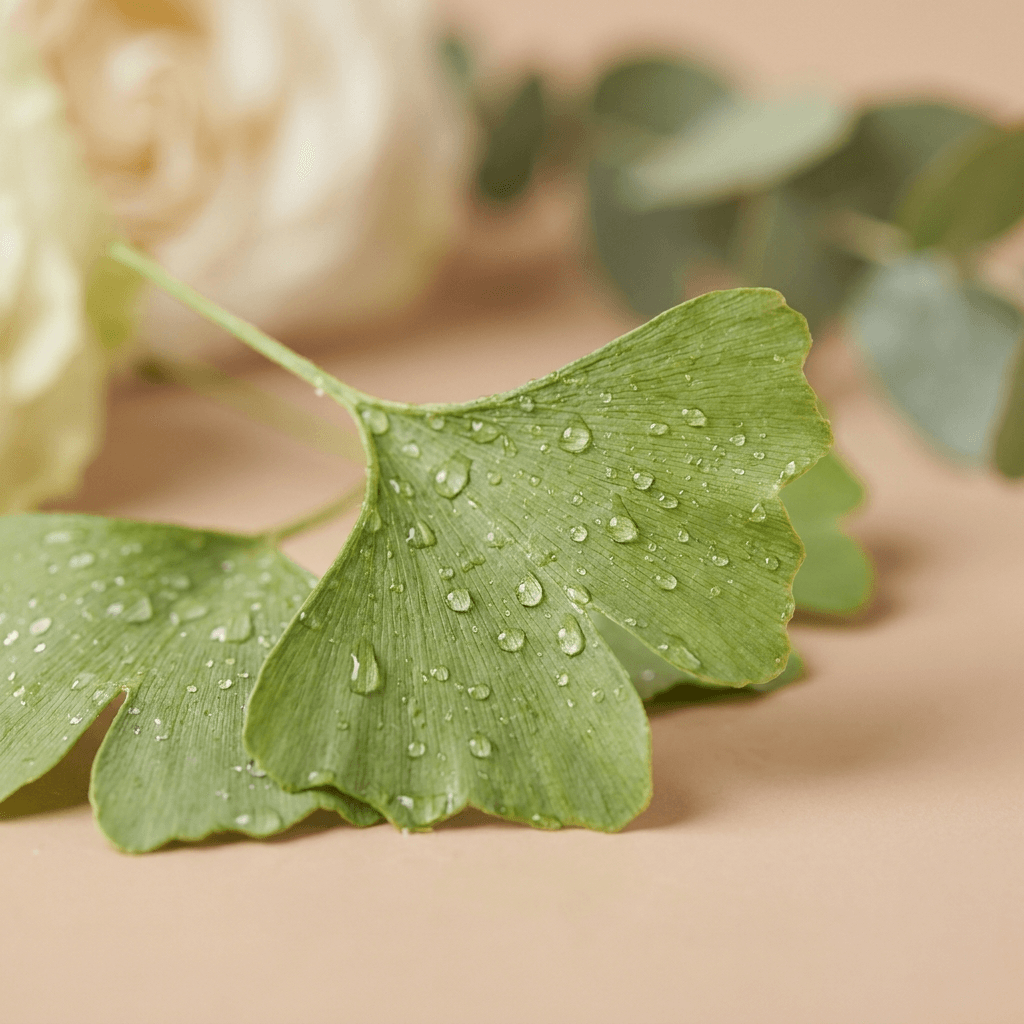 Ginkgo Biloba